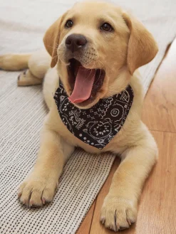 GATE Kołnierz z chustką| Dekoracja Domu·Akcesoria Dla Zwierz