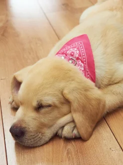 GATE Kołnierz z chustką| Dekoracja Domu·Akcesoria Dla Zwierz