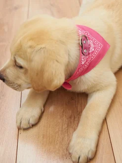 GATE Kołnierz z chustką| Dekoracja Domu·Akcesoria Dla Zwierz