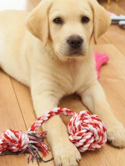 GATE Zabawka dla zwierząt| Dekoracja Domu·Akcesoria Dla Zwierz