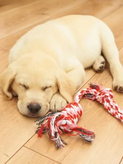 GATE Zabawka dla zwierząt| Dekoracja Domu·Akcesoria Dla Zwierz